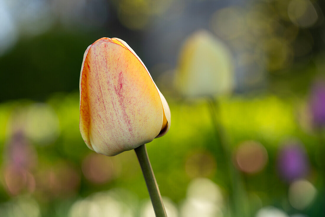 Gelbe Tulpe mit etwas Rot in verschwommenem bunten Tulpenfeld