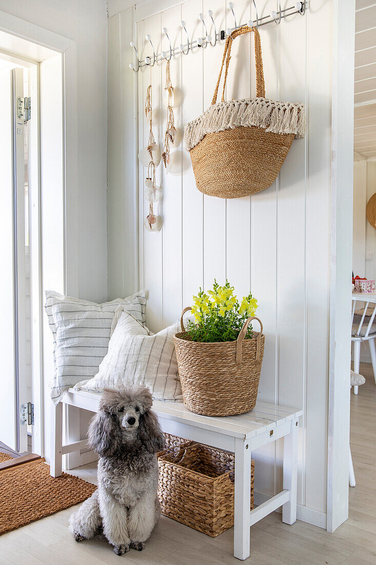 Poodle sits in the entrance area with white bench, hook rail and baskets