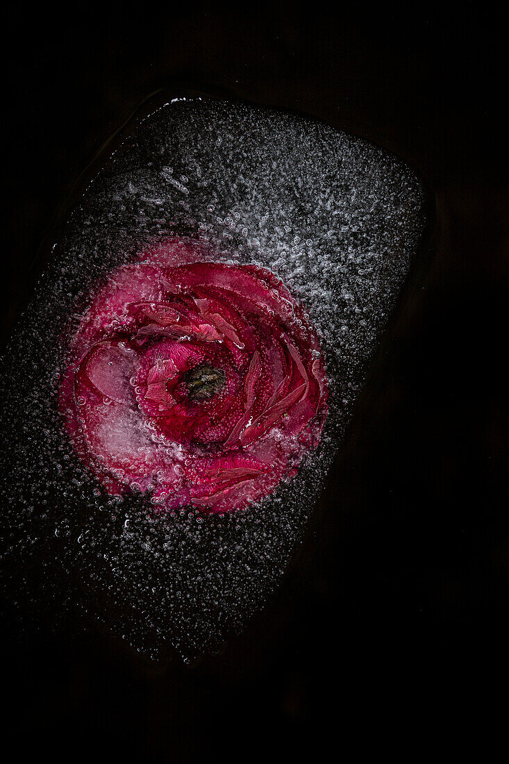 Rote Blüten des Hahnenfußes (Ranunculus asiaticus) in Eis