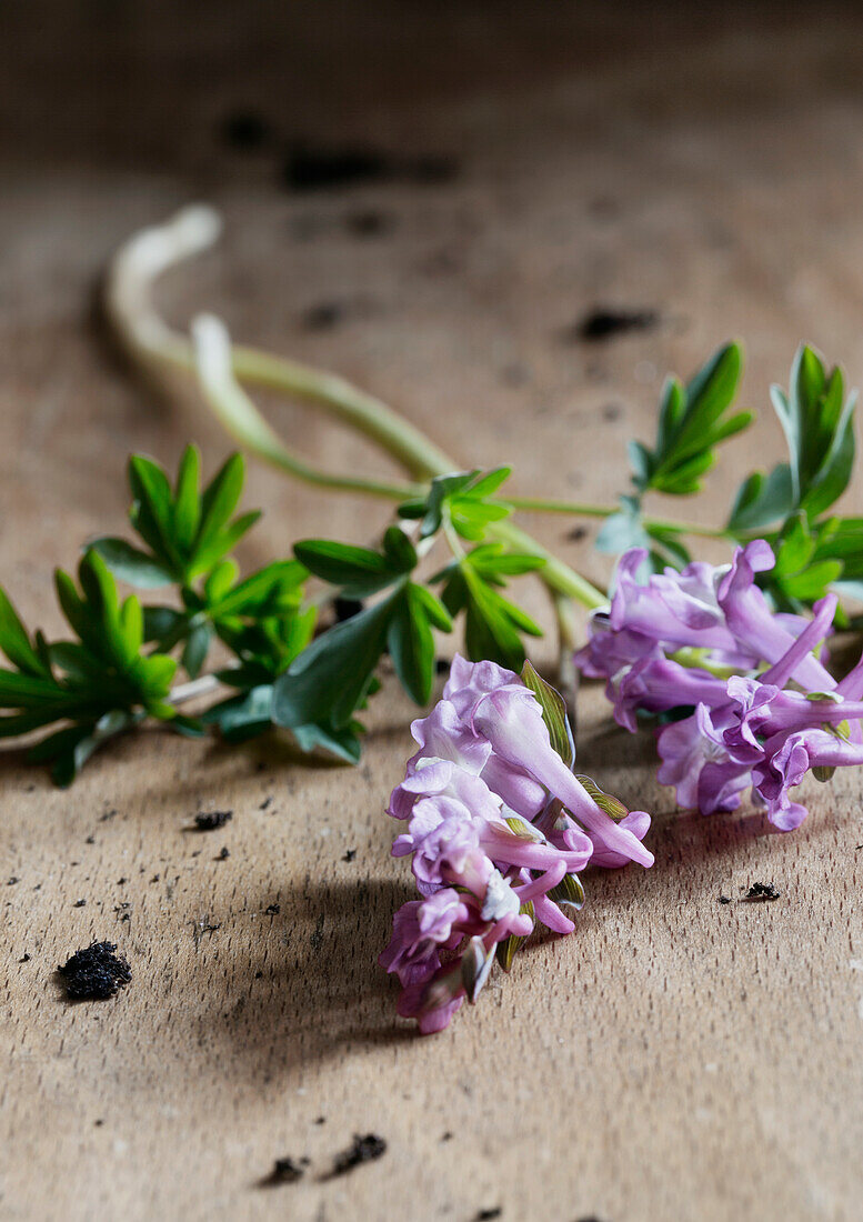 Larkspur (Corydalis) with leaves and soil on a wooden table