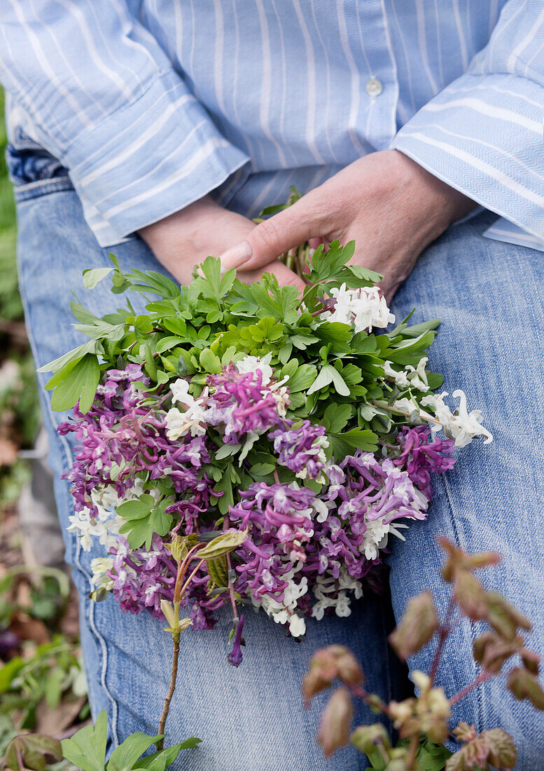 Frau hält Frühlingsblumenstrauß aus Lerchensporn (Corydalis)