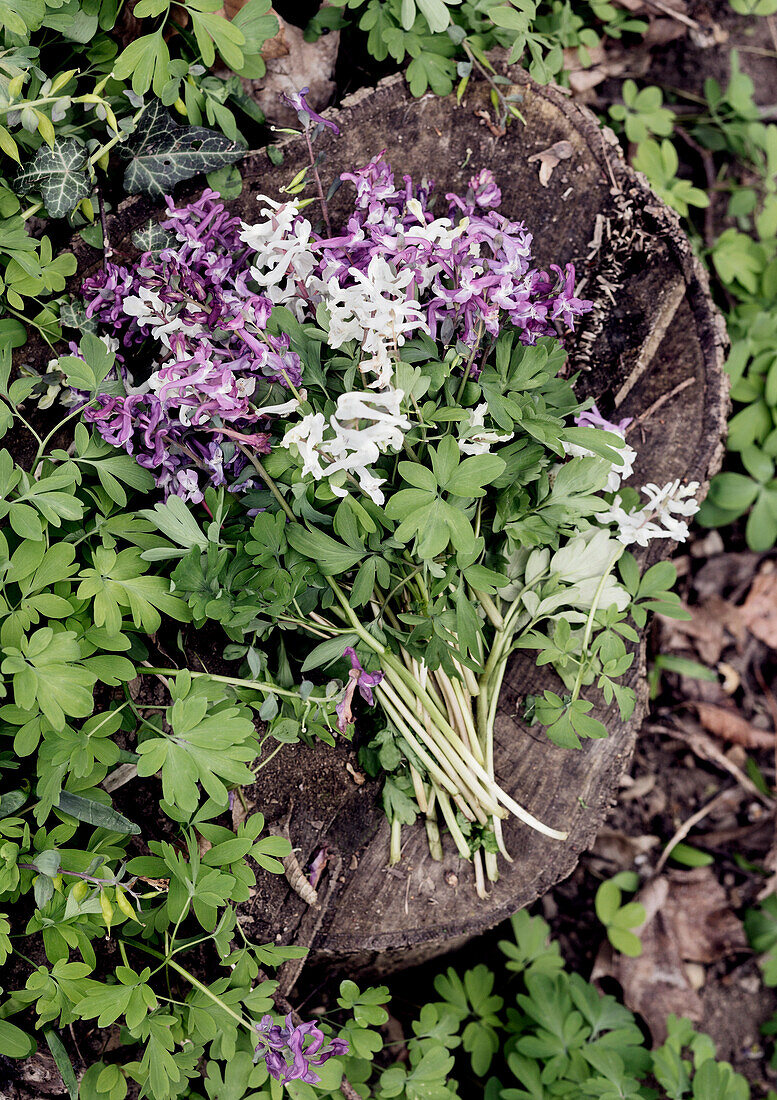 Frühlingsblumenstrauß aus Lerchensporn (Corydalis) auf einem Baumstumpf