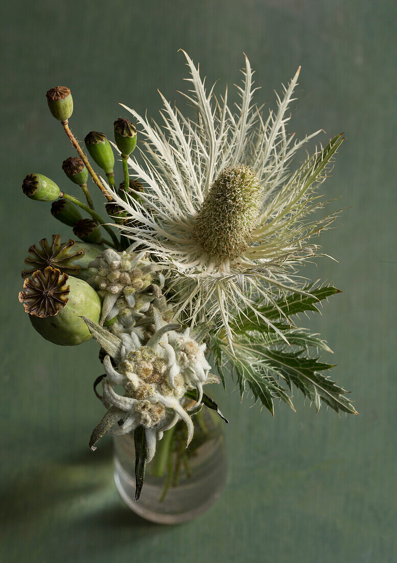 Edelweiss (Leontopodium alpinum) and silver thistle (Carlina acaulis) in a simple glass vase