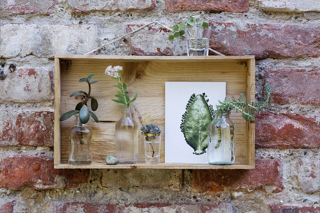 Holzkasten mit Sukkulenten und botanischer Illustration an Ziegelwand