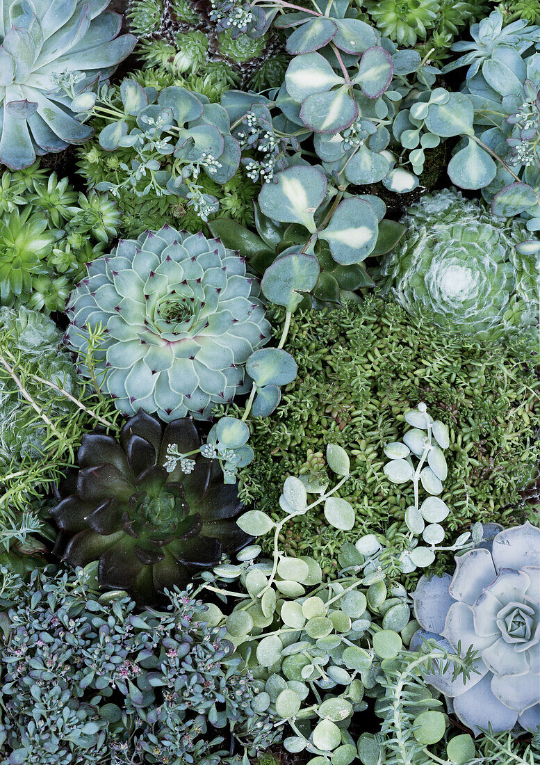 Various succulents and sedum plants - close up