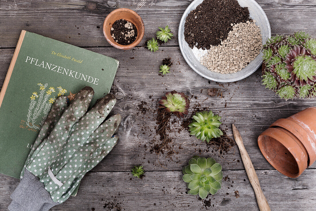 Gartenwerkzeug, Sukkulenten und Pflanzenkunde-Buch auf Holztisch