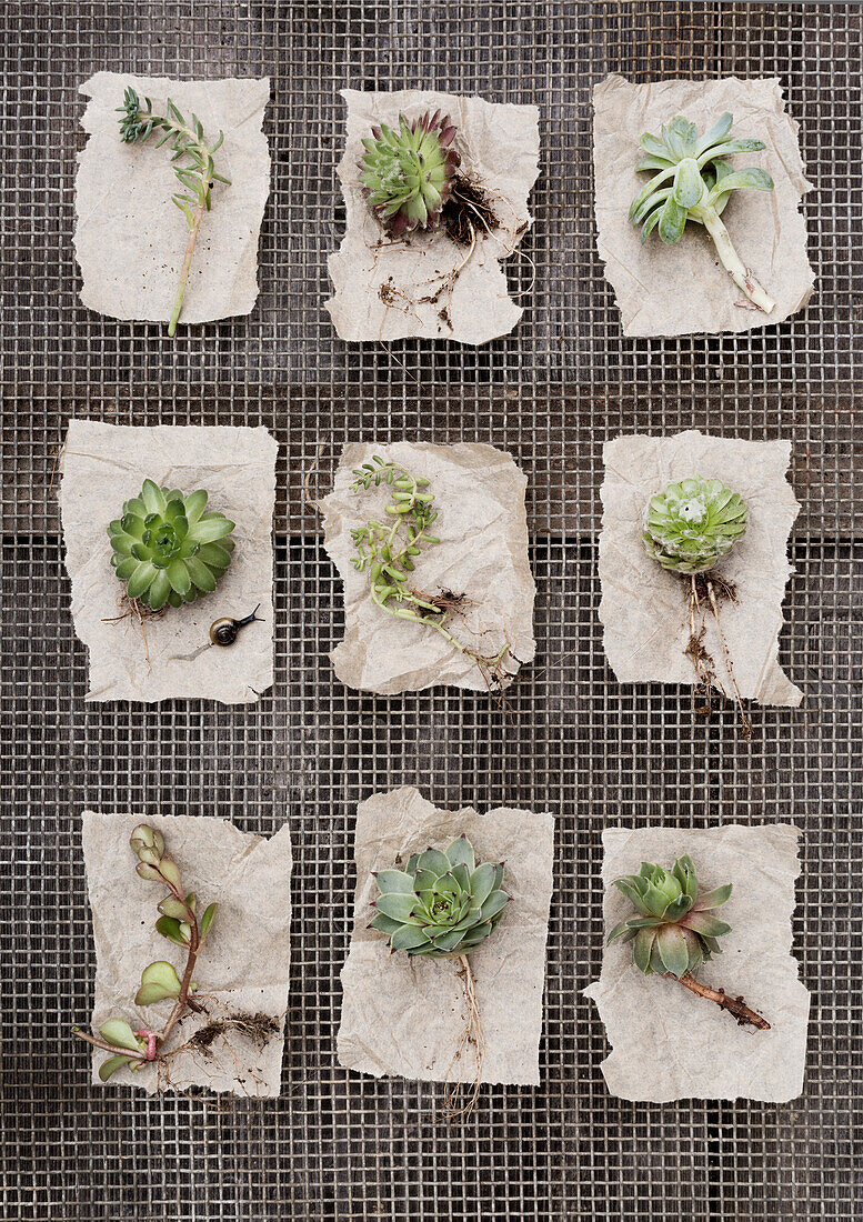 Nine succulents on paper strips on a grid background, top view