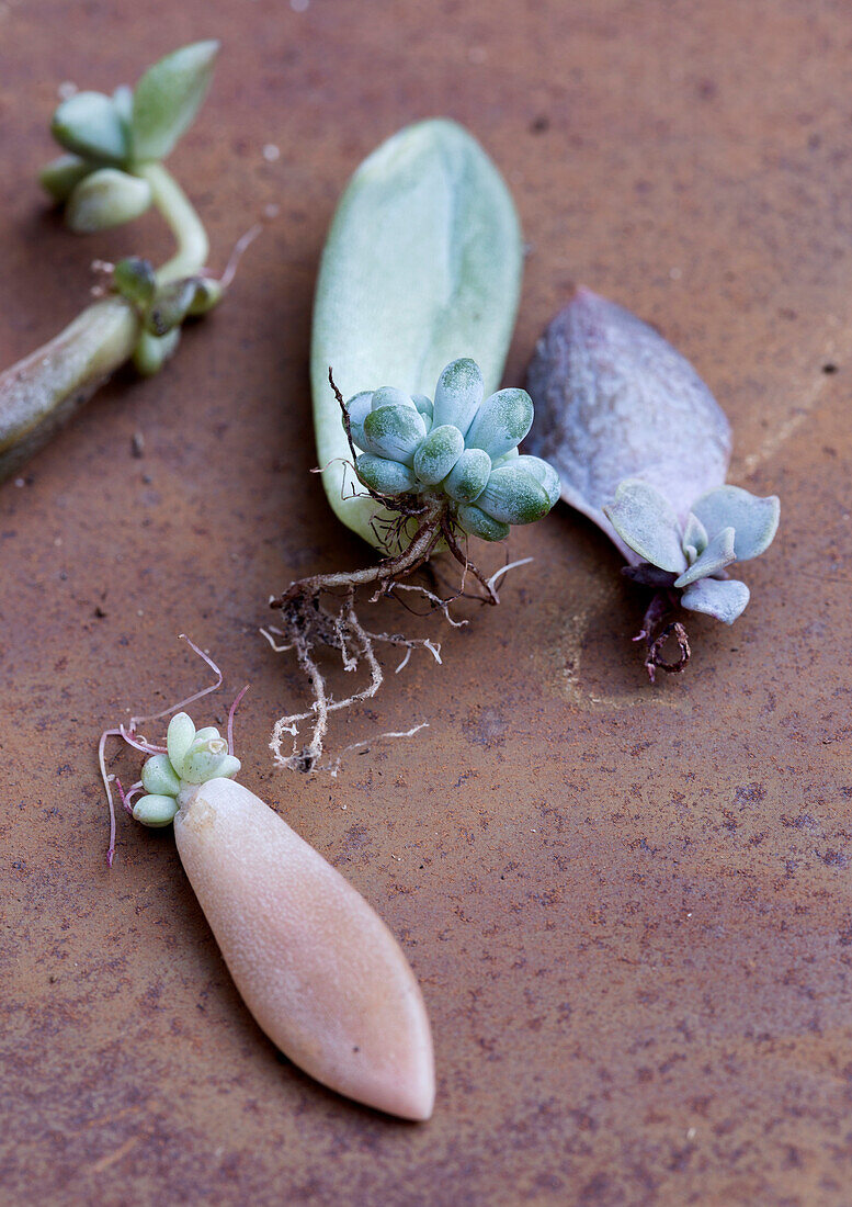 Cuttings of succulents for propagation on a rusty metal surface