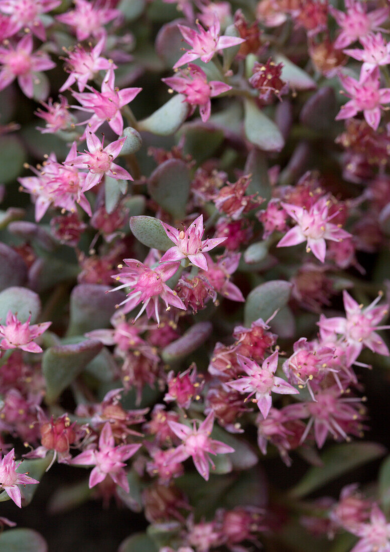 Rosafarbener Mauerpfeffer (Sedum) in voller Blüte