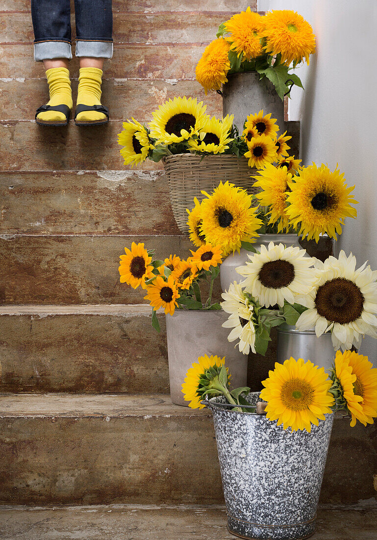 Sonnenblumen (Helianthus) in verschiedenen Vasen auf einer Treppe