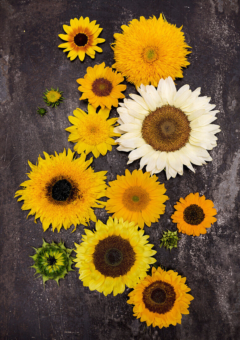 Verschiedene Sonnenblumen (Helianthus) auf dunklem Hintergrund arrangiert