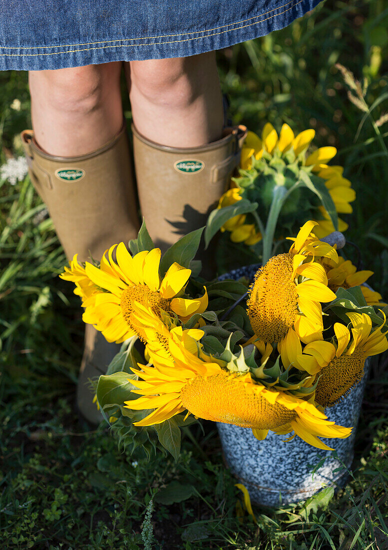 Sonnenblumen (Helianthus) in Zinkgießkanne auf Wiese - Frauenbeine im Hintergrund