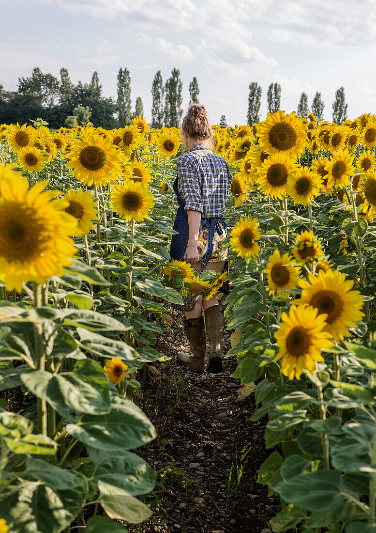 Woman in chequered shirt walks through a field of sunflowers in summer