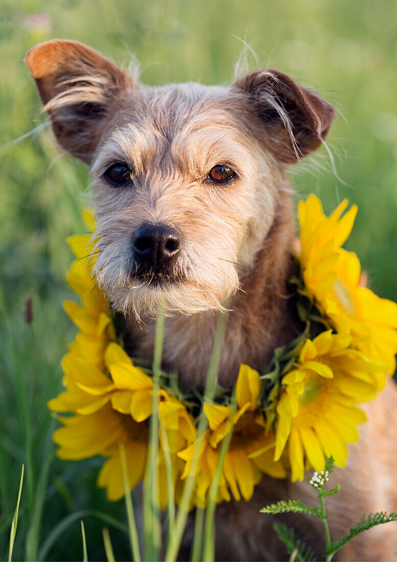 Hund mit Sonnenblumenkranz