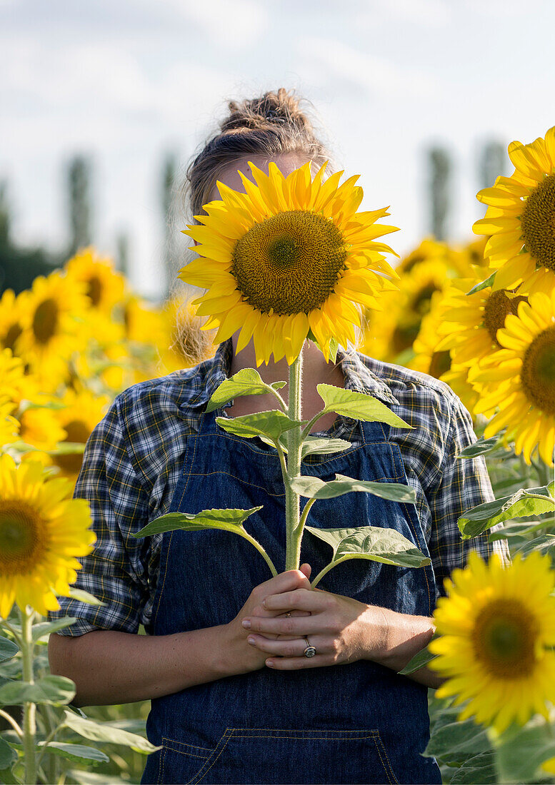 Person stands in sunflower field and holds sunflower (Helianthus) in front of face