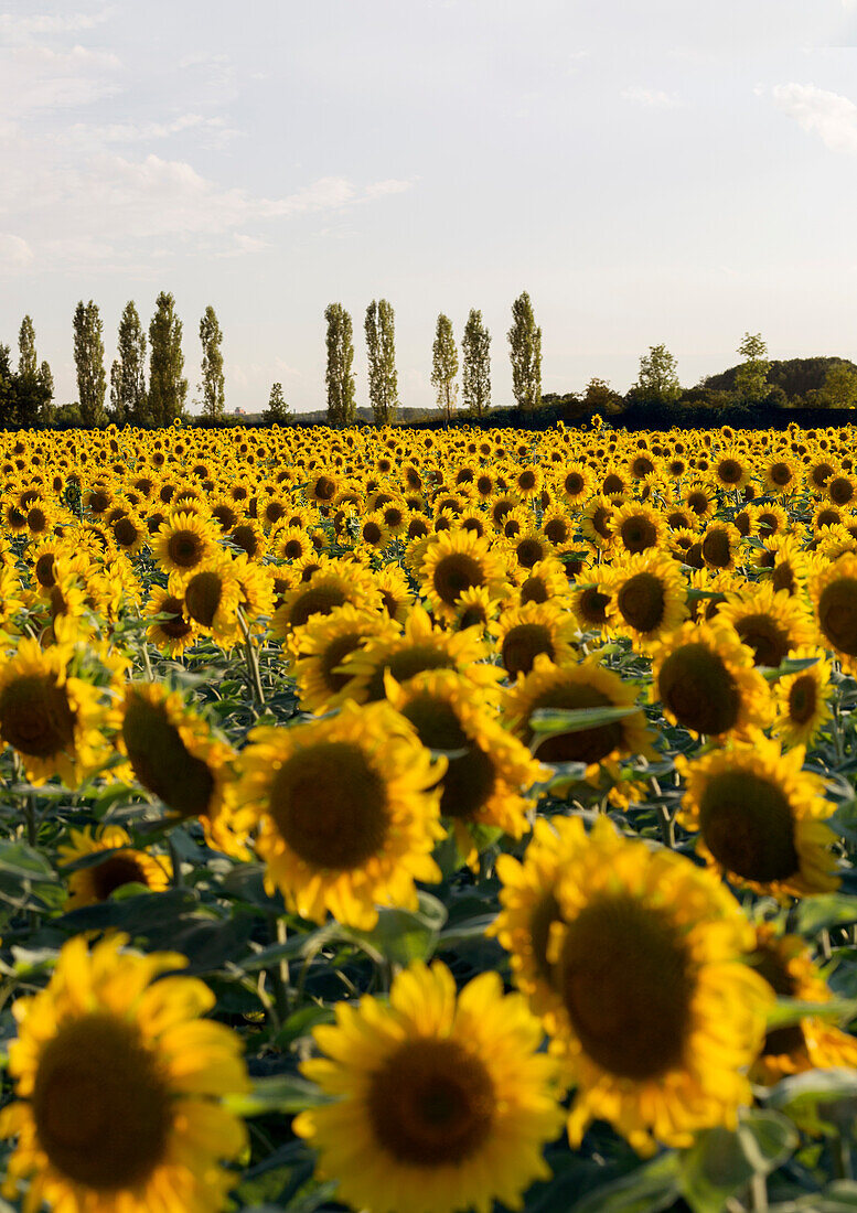 Blühendes Sonnenblumenfeld (Helianthus) unter sommerlichem Himmel