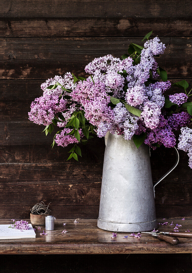 Flieder (Syringa) in verzinkter Kanne auf rustikalem Holztisch