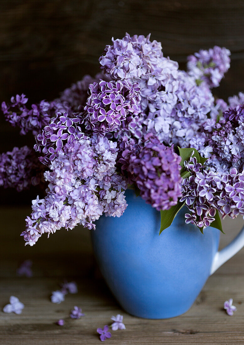 Flieder (Syringa) in blauer Keramikvase auf Holzoberfläche