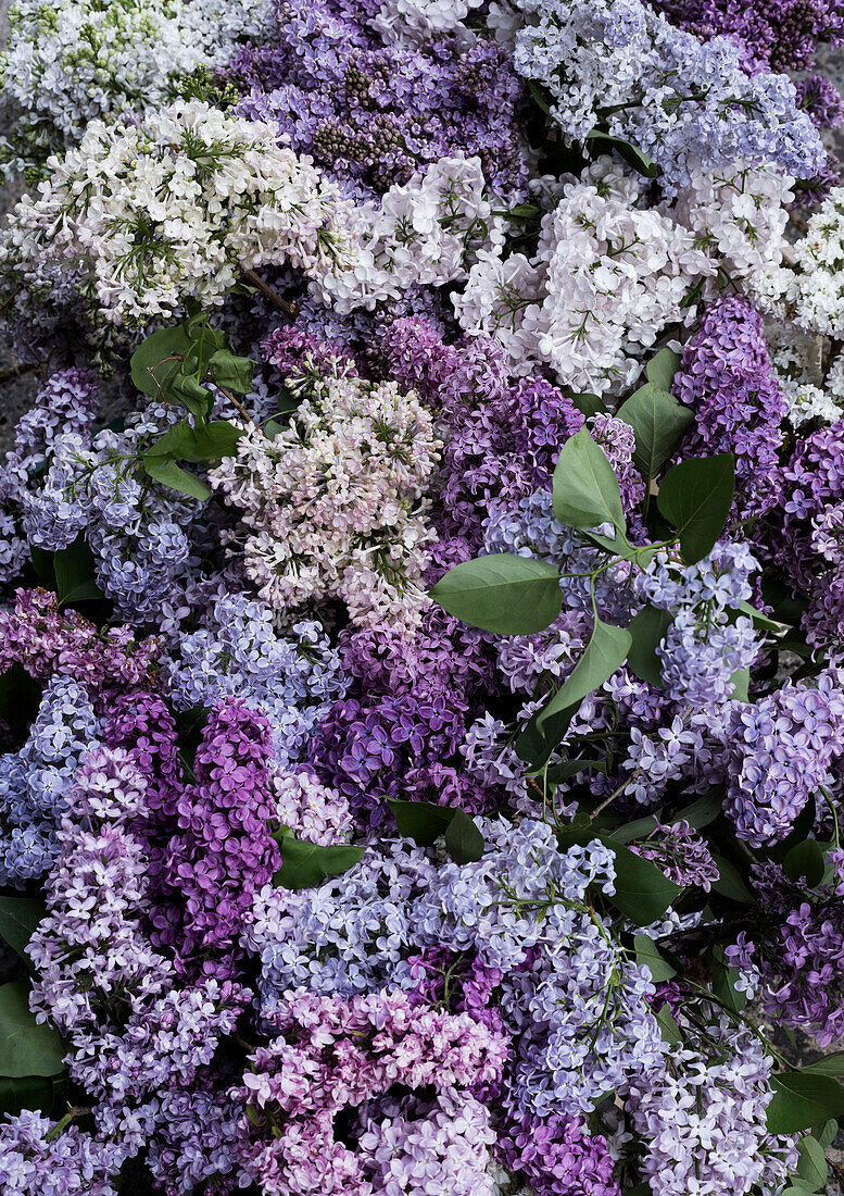 Fliederblüten (Syringa) in verschiedenen Lila- und Weißtönen