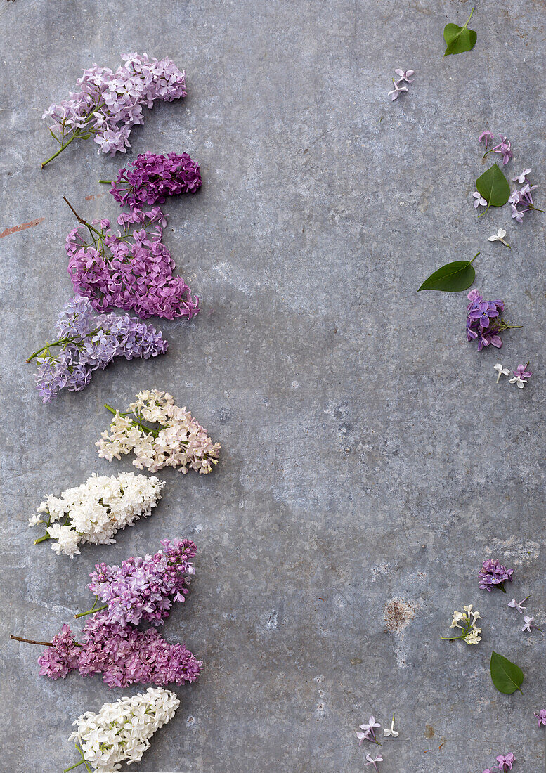 Flieder (Syringa) in verschiedenen Farben arrangiert auf grauem Untergrund