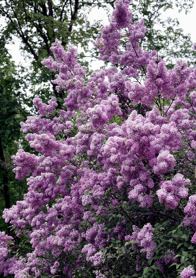 Fliederstrauch (Syringa vulgaris) in voller Blüte im Garten im Frühling