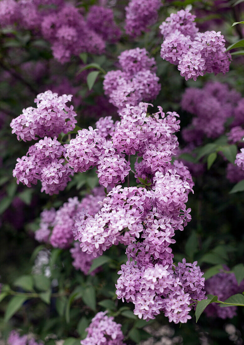 Flieder (Syringa) in voller Blüte im Frühlingsgarten