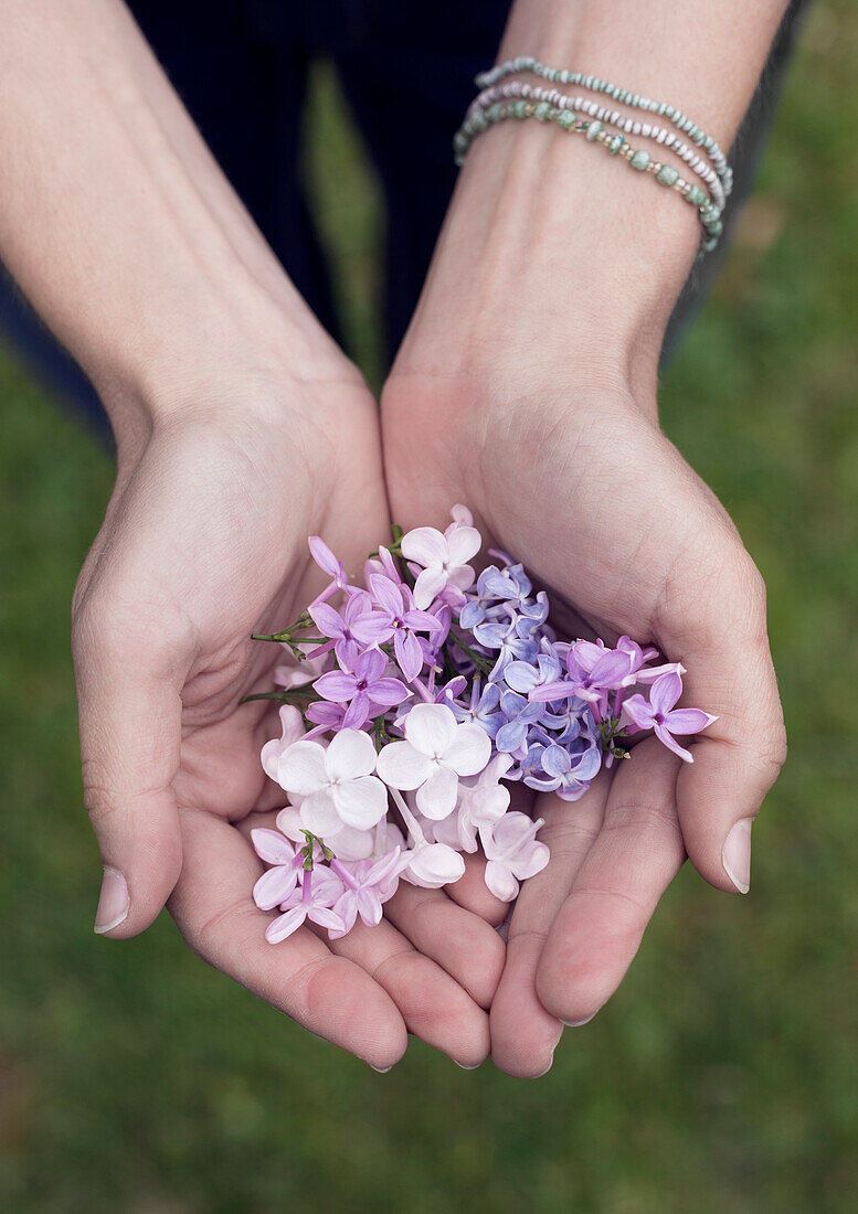 Frauenhände halten Fliederblüten (Syringa)