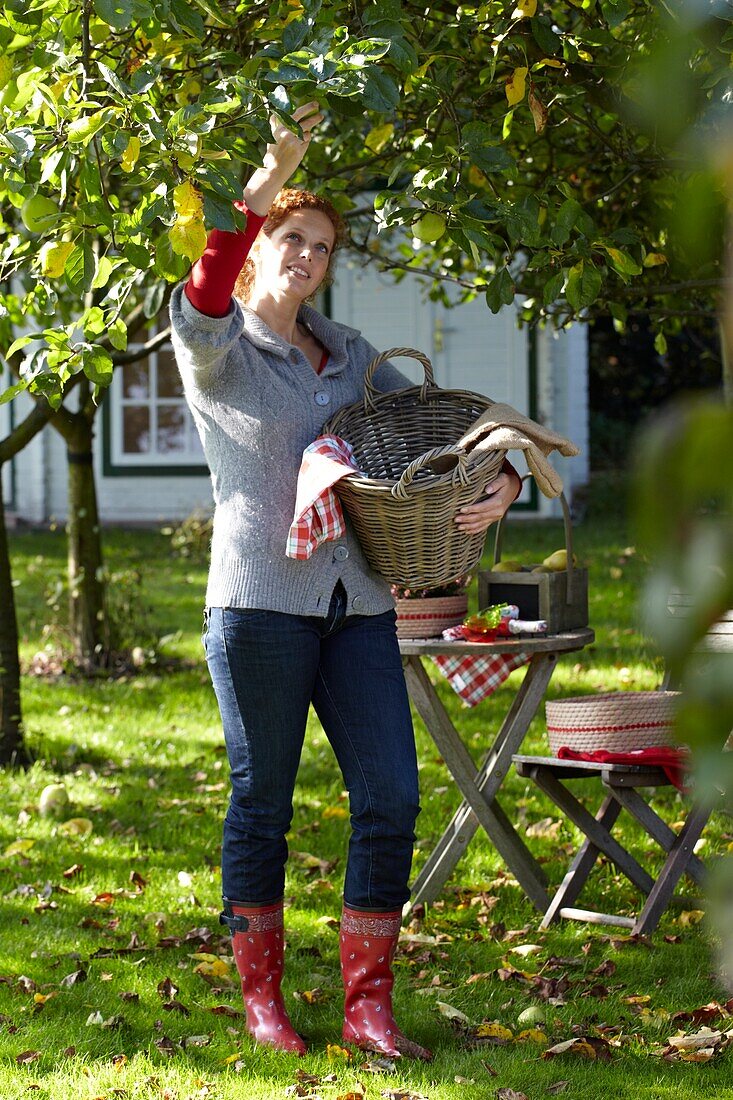 Woman harvesting apples from apple tree