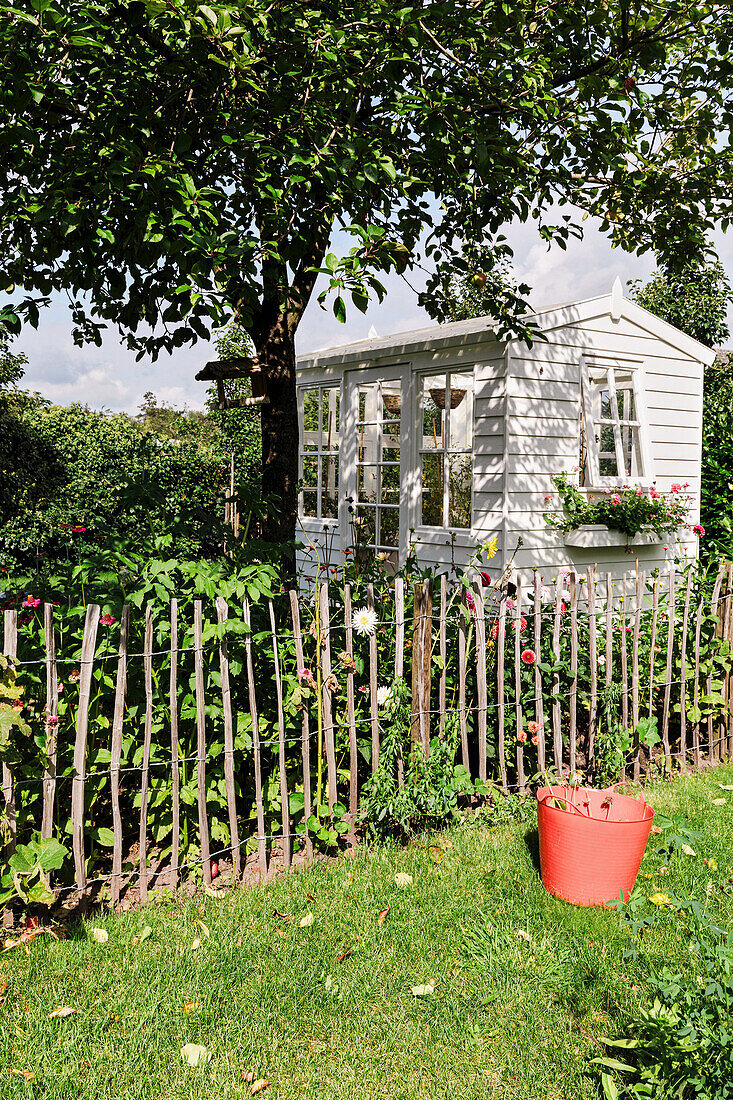 White garden shed and wooden picket fence in the summer garden