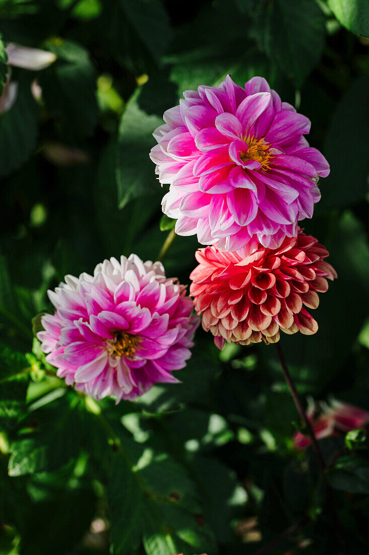 Dahlias (Dahlia) in the summer garden bed