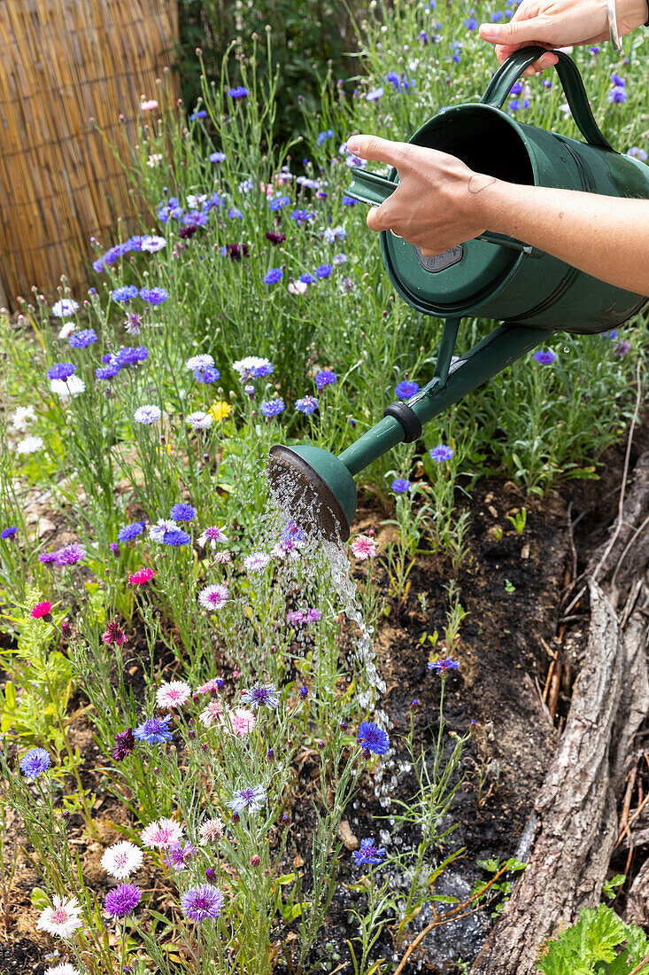 Frau gießt mit Gießkanne bunte Wildblumenwiese im Garten