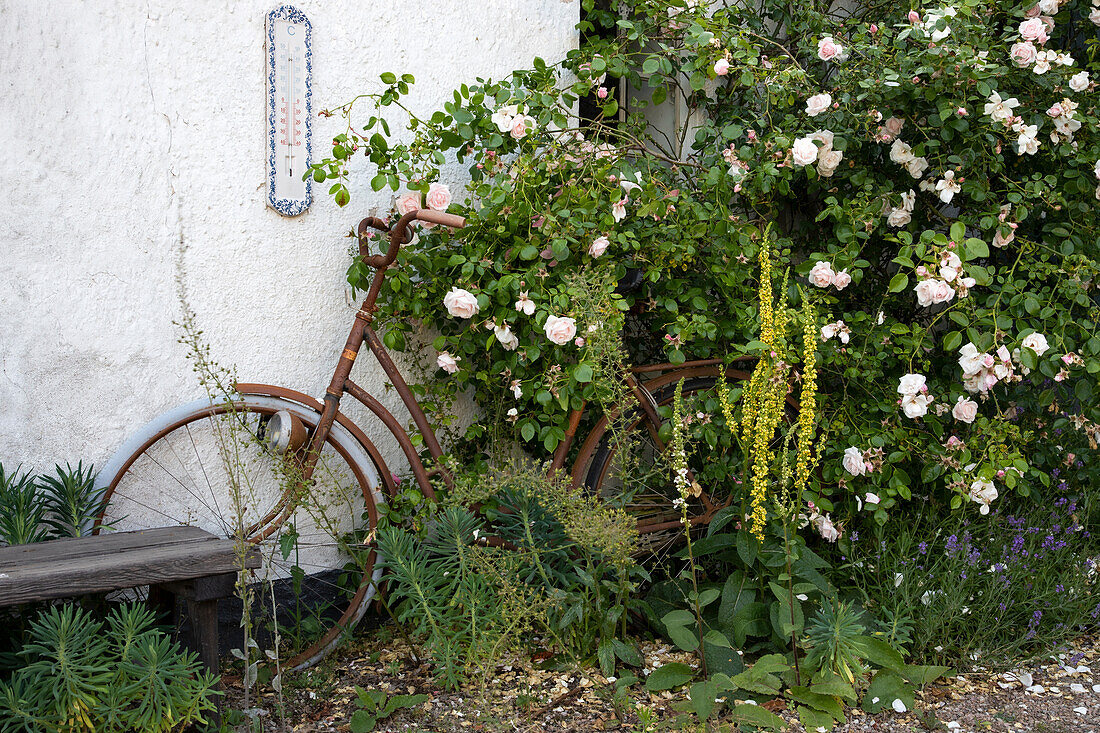 Rusty bicycle overgrown with climbing roses in front of a house wall