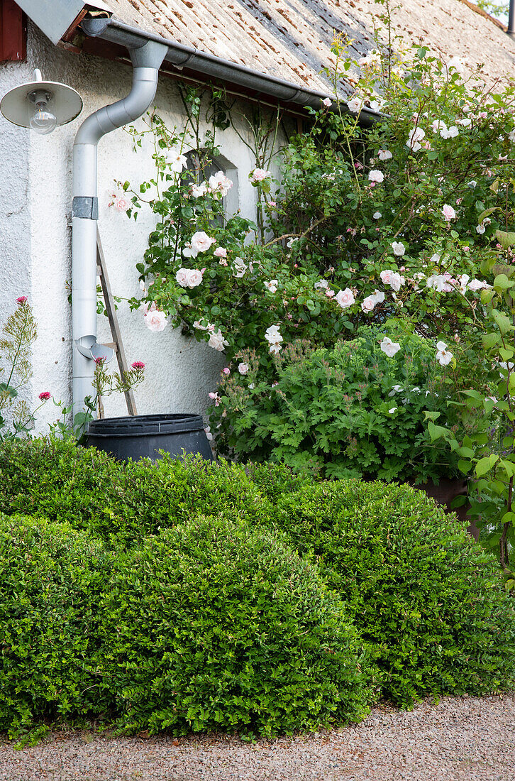 Boxwood hedge and climbing roses in front of house wall