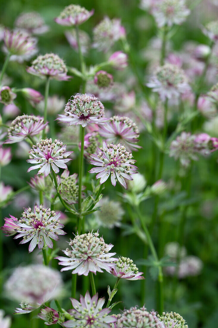 Astrantia (astrantia)