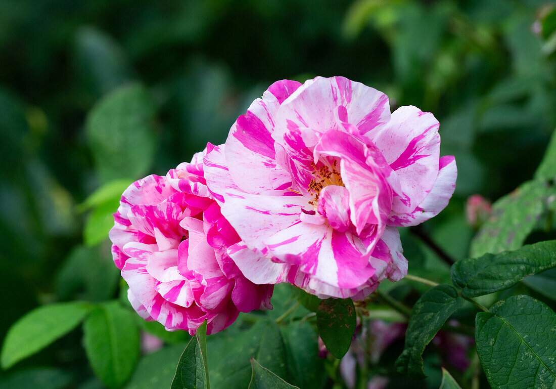 Gestreifte Rosenblüten (Rosa) im Garten