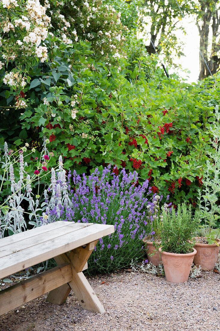 Wooden garden bench surrounded by flowering lavender and blackcurrant bushes