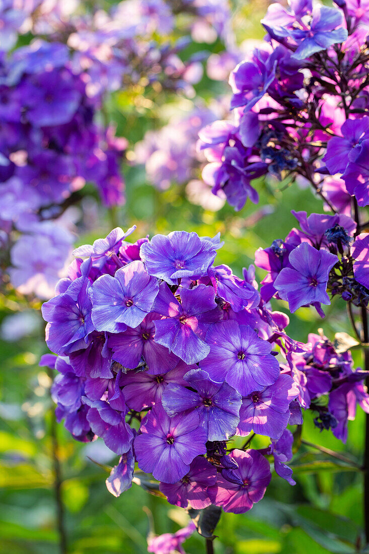 Blaue Flammenblume (Phlox) im sommerlichen Garten