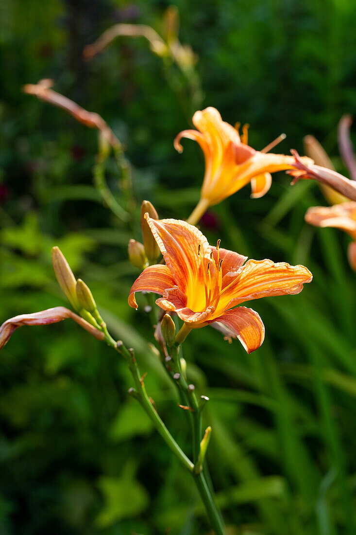 Daylilies (Hemerocallis) in the summer garden bed