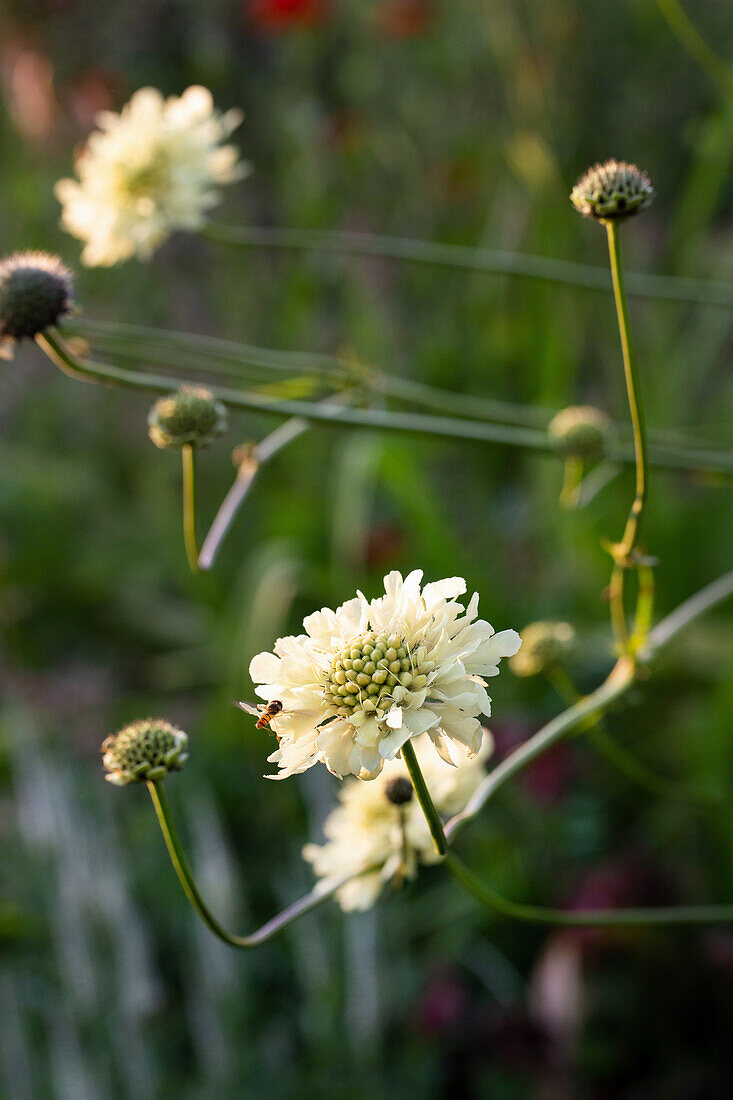 Weiße Skabiose (Scabiosa) im Sommergarten