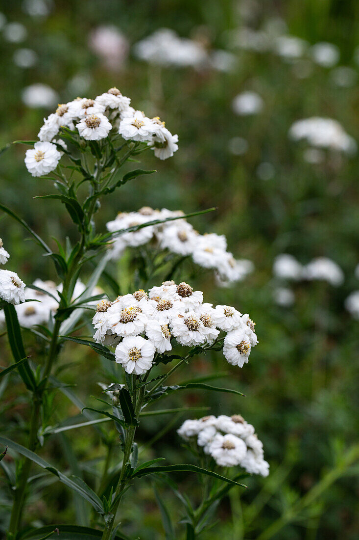 Weiße Bergaster (Aster alpinus) im sommerlichen Garten