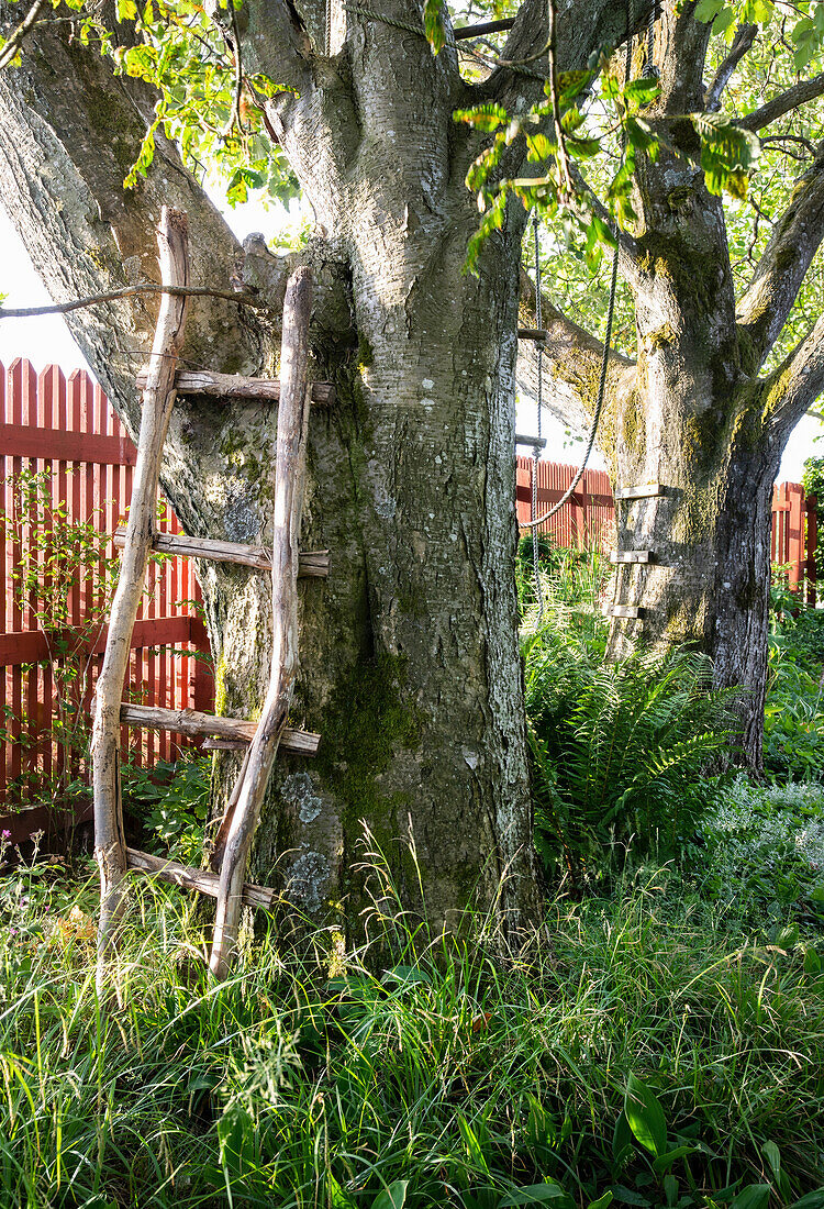 Rustikale Holzleiter an altem Obstbaum im Garten