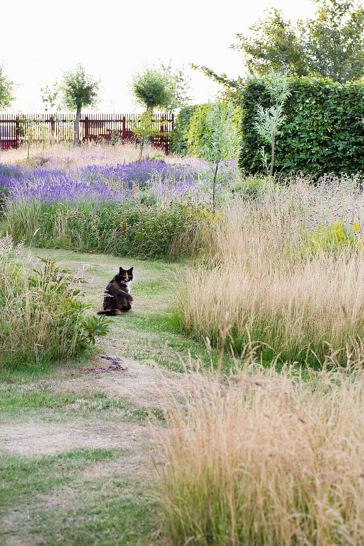 Garden landscape in summer with lavender, grasses and sitting cat