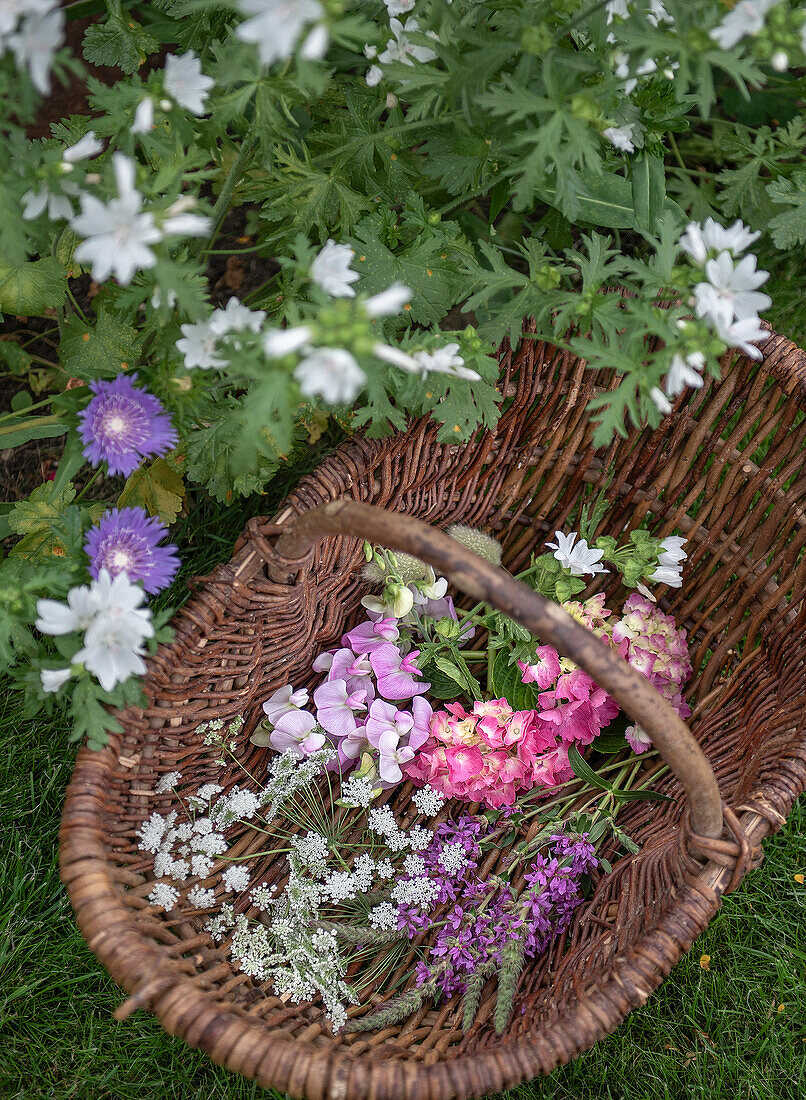 Filled wicker basket with freshly cut summer flowers