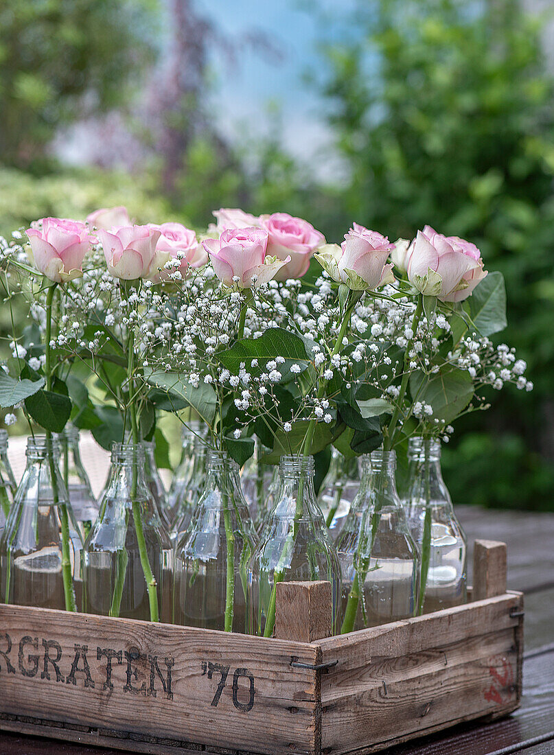 Rosen (Rosa) und Schleierkraut in Glasflaschen im Holzkasten