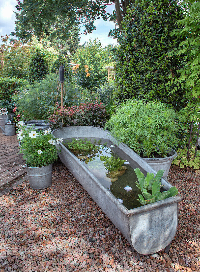 Old zinc bathtub as a mini pond in the garden, surrounded by plants