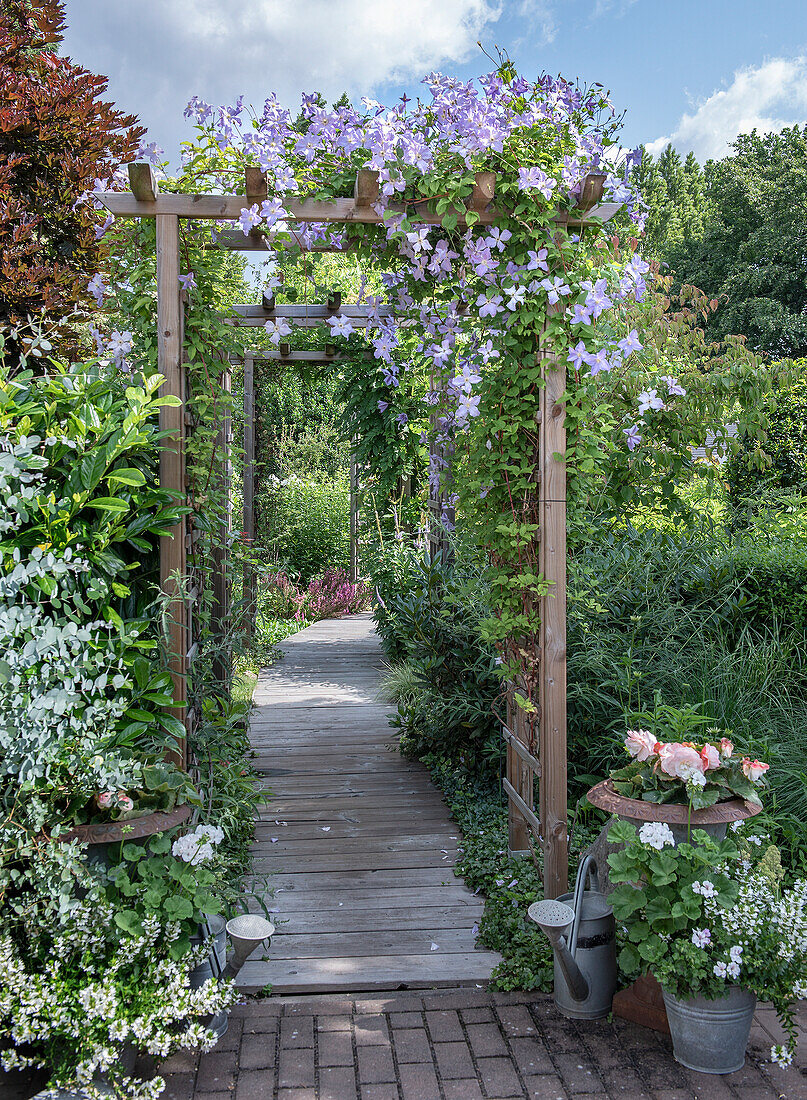 Garden path with wooden arch and purple climbing plants in the summer garden