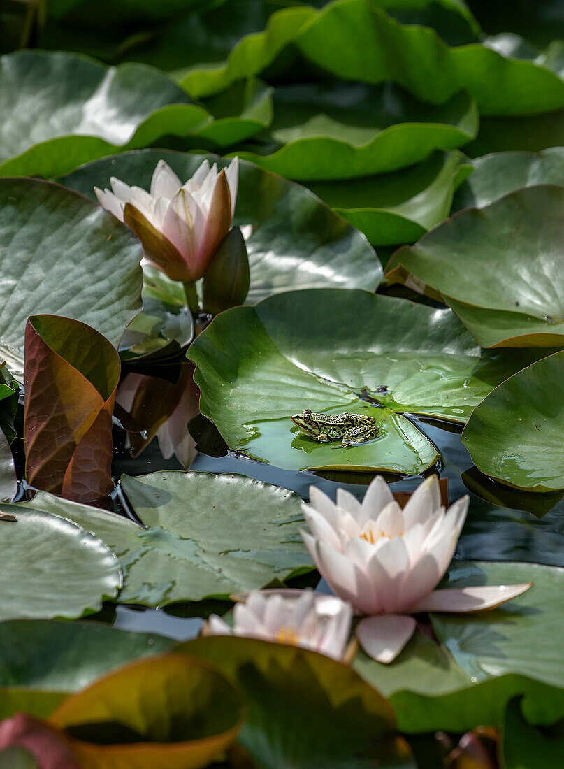 Frog on a water lily leaf in the garden pond between blooming water lilies