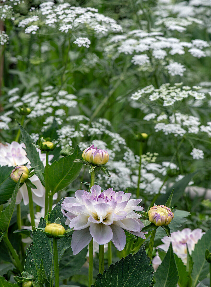 Dahlien und weiße Doldenblütler