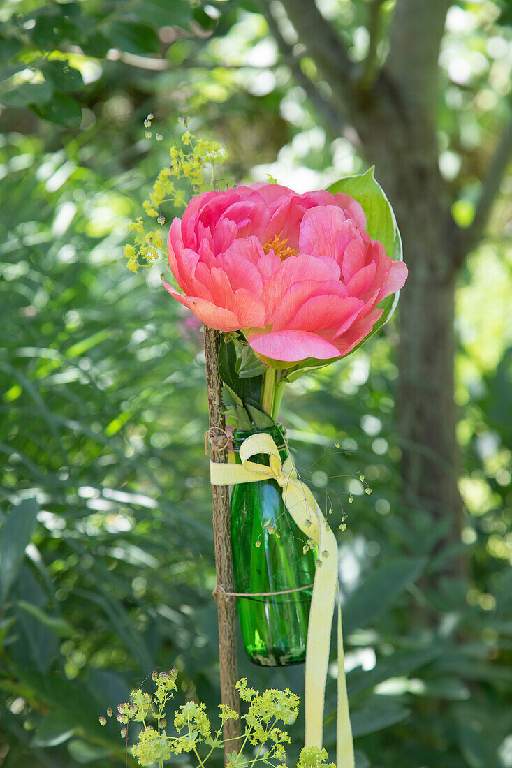 Peony (Paeonia) in green glass bottle in the summer garden