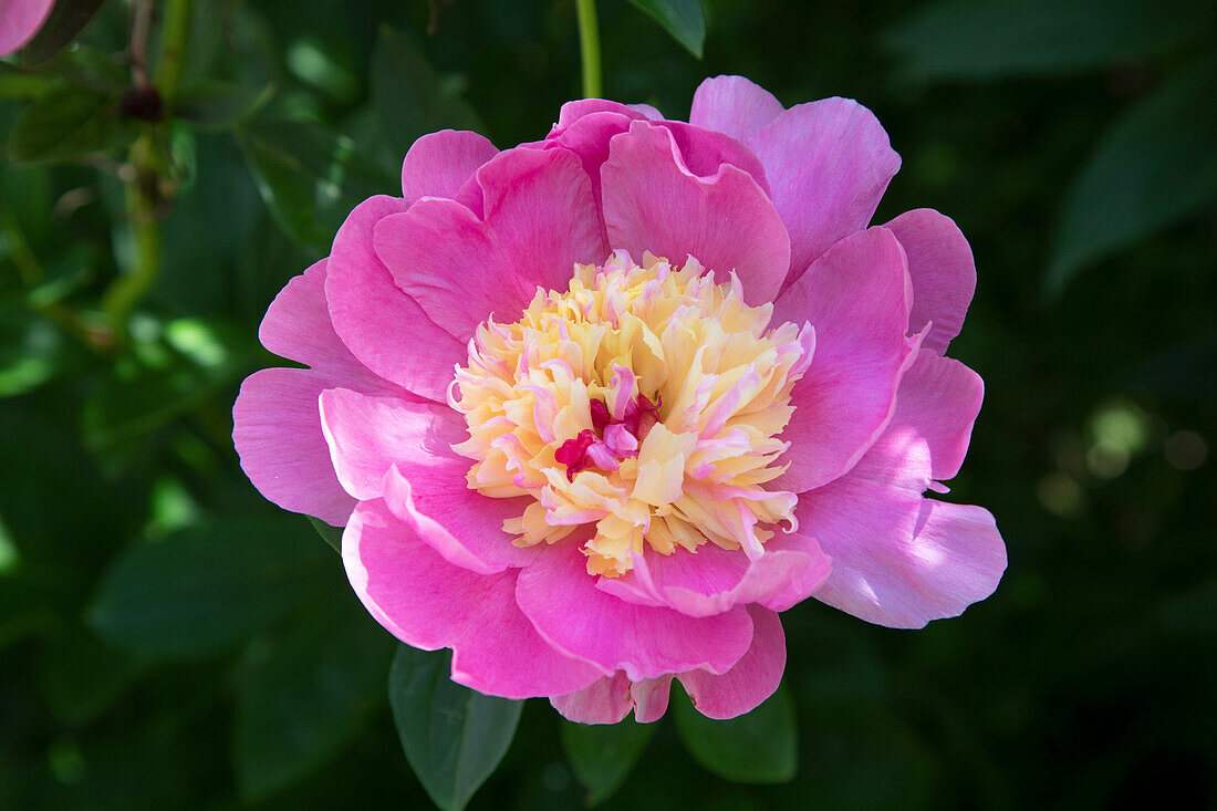 Peony (Paeonia) in full bloom